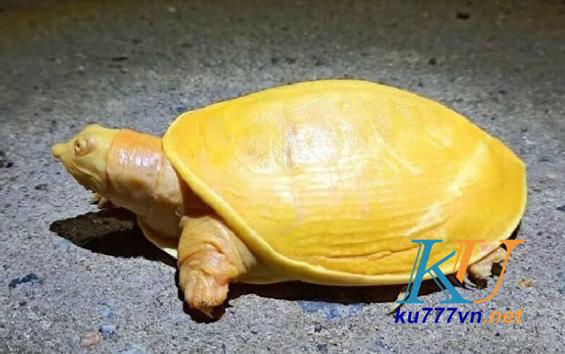 Mơ thấy rùa có màu vàng